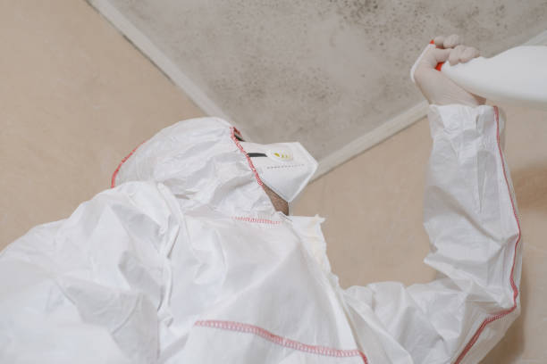 Reliable San Anselmo, CA Mold Remediation Solutions